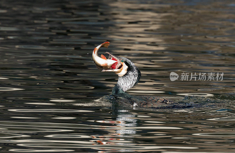 成功捕捉到大鸬鹚(Phalacrocorax carbo)